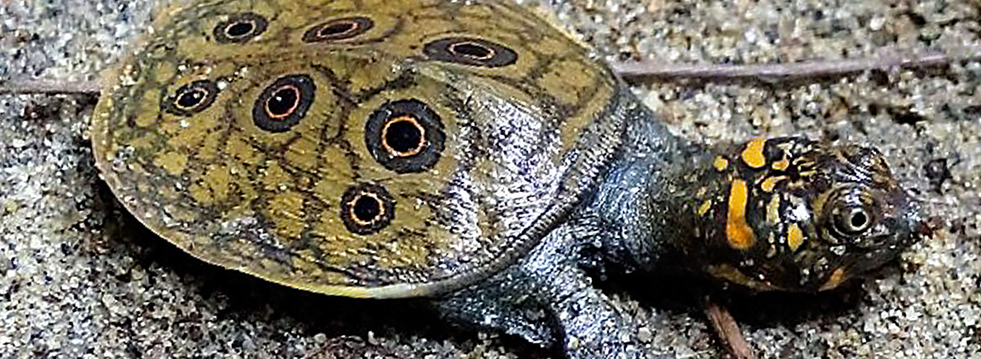 Burmise peacock Turtle
